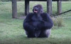 大猩猩對遊客比手語，遊客心疼「丟食物」後，下一秒牠馬上轉身這麼做