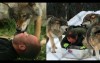 這個飼育員是狼群首領，養狼20年被拱當老大！每餐都要做「指定開飯動作」代表狼族滿滿的愛！