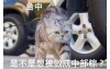 台灣人一定秒懂的「各縣市特色貓貓語錄」每張都中肯到翻：台中的太可愛了！
