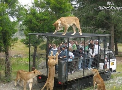 參觀動物園，還是被動物參觀