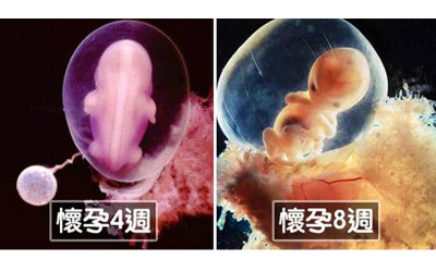 瑞典攝影師花12年拍下「子宮裡的世界」，完整紀錄「生命誕生」的過程