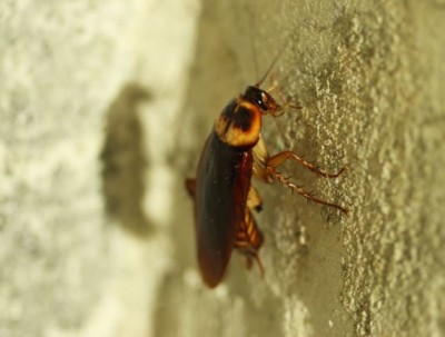 「飛天蟑螂」遭驚悚！蟑螂為什麼會朝人飛？看完長知識了